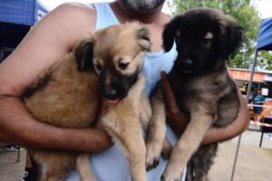 Feira ‘Eu amo, eu adoto’ em Santo André garante novo lar para 31 animais em sua primeira edição de 2025